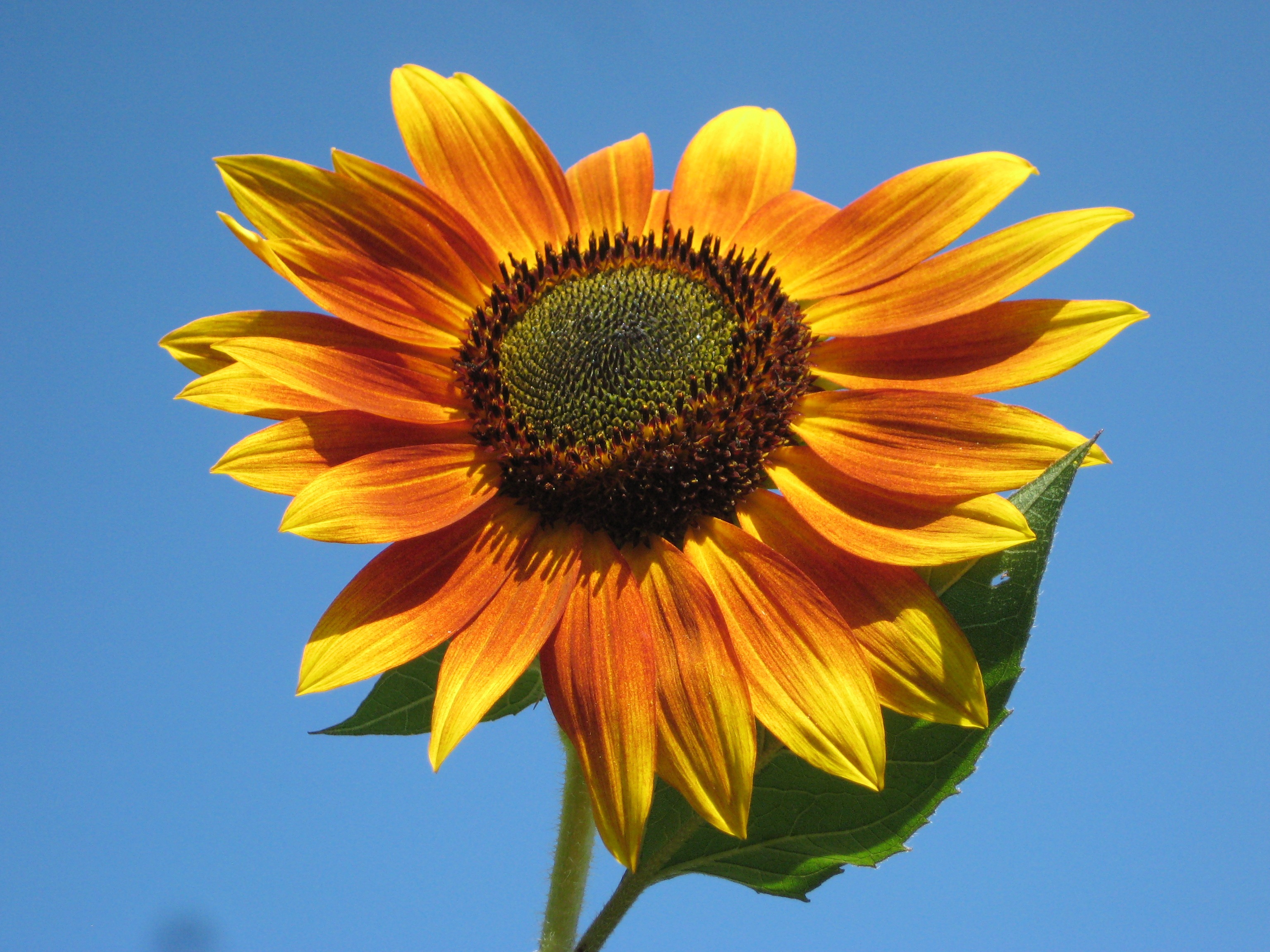 Sunflower flower in the sunlight