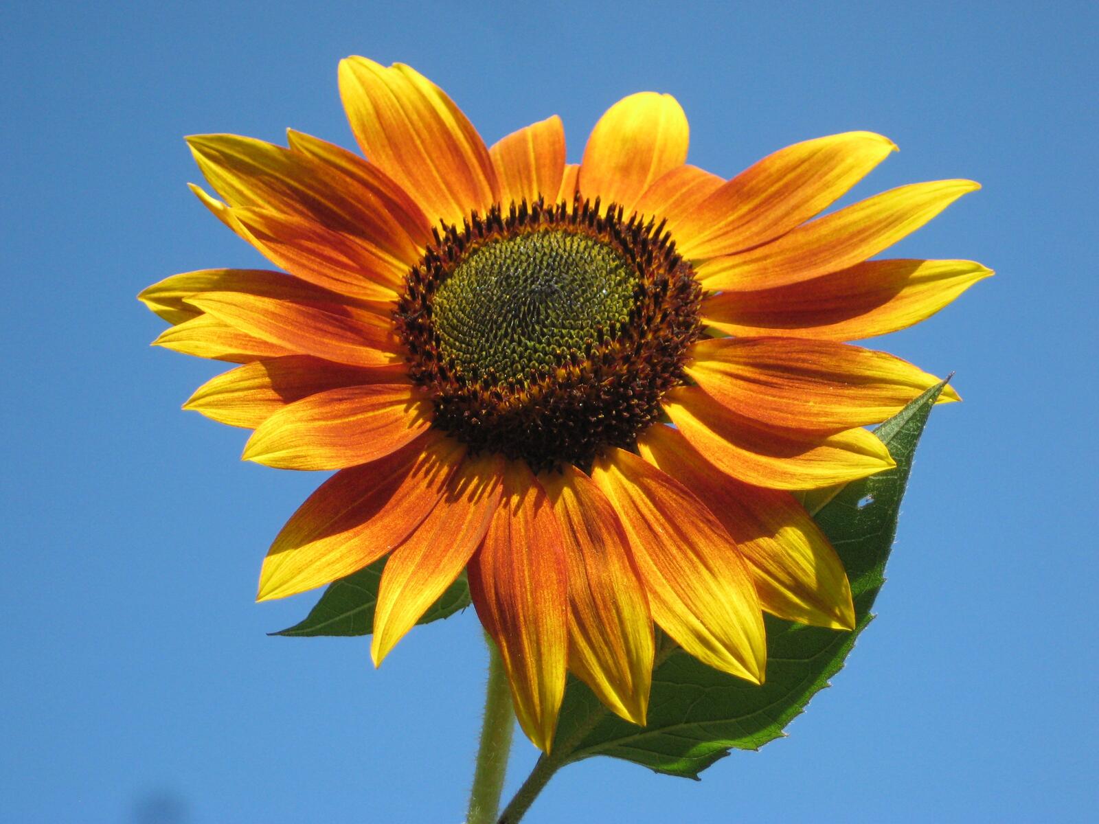 Бесплатное фото Цветок подсолнуха под солнечными лучами