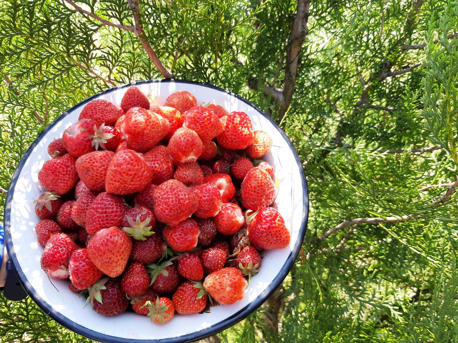 Бесплатное фото Тарелка с ягодами клубники