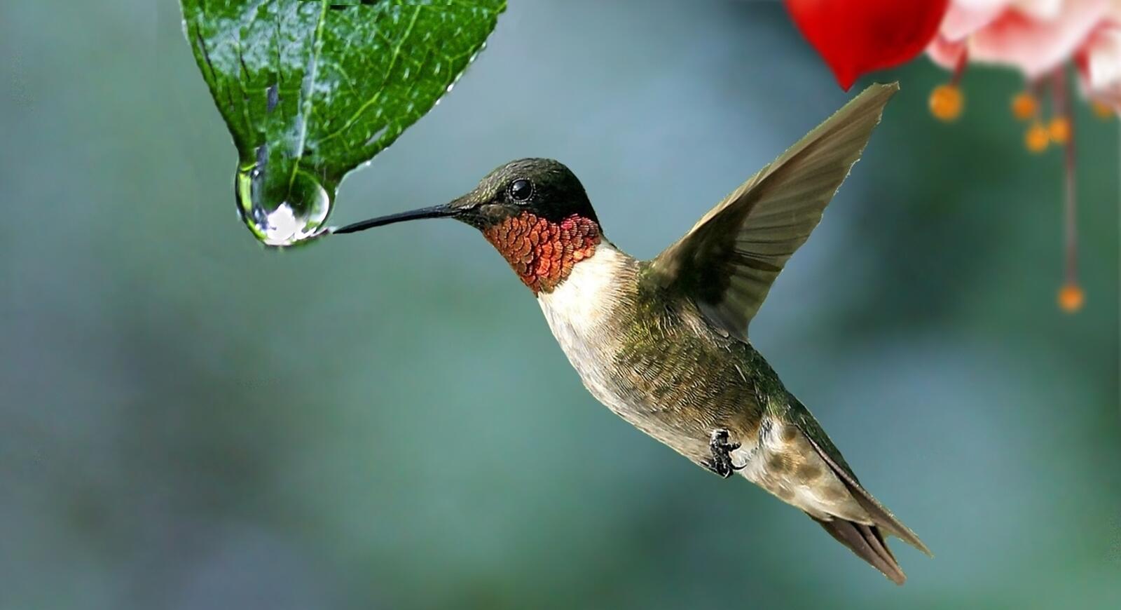 Free photo A hummingbird drinks water