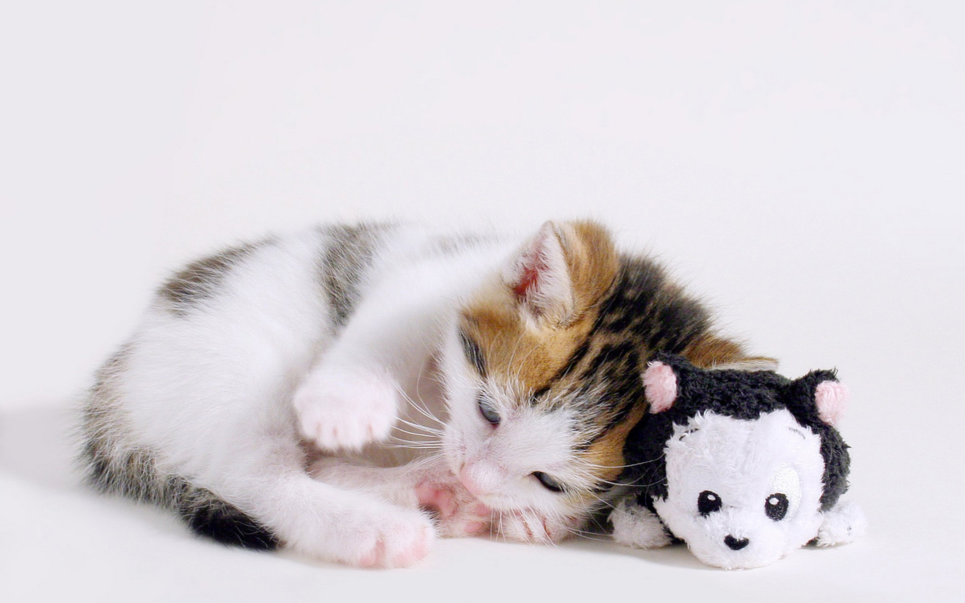小猫抱着一个可爱的玩具上床睡觉了。