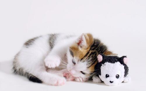 The kitten went to bed with a plush toy.