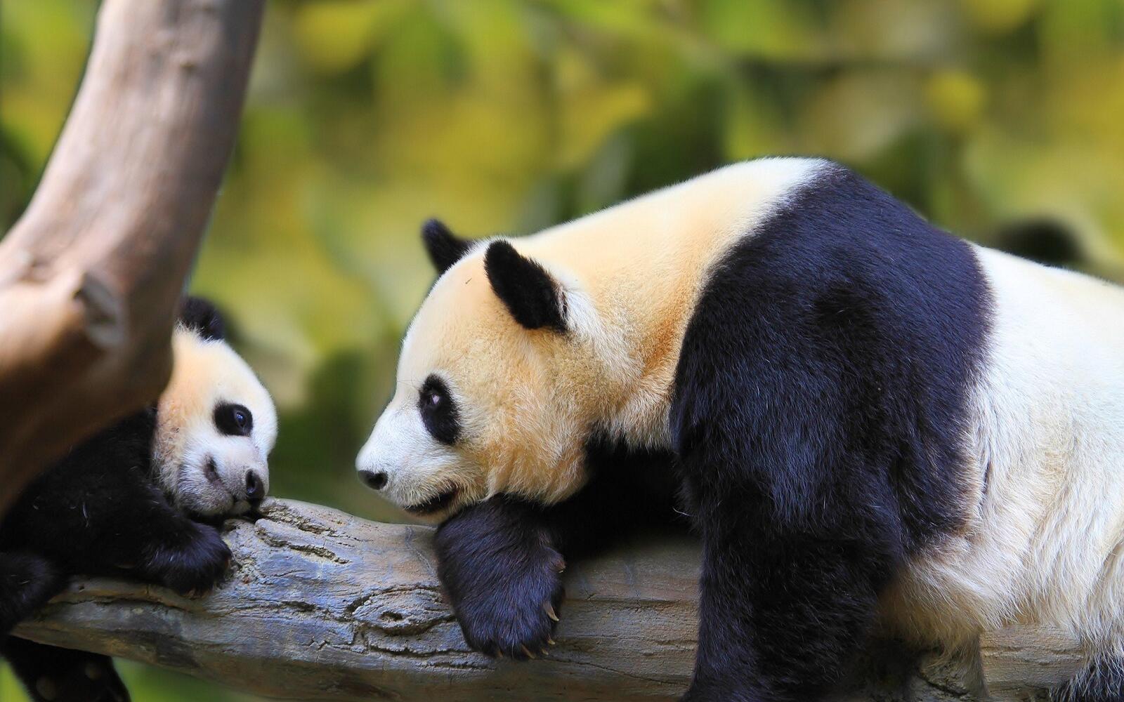 Free photo Mama Panda with her cute cub