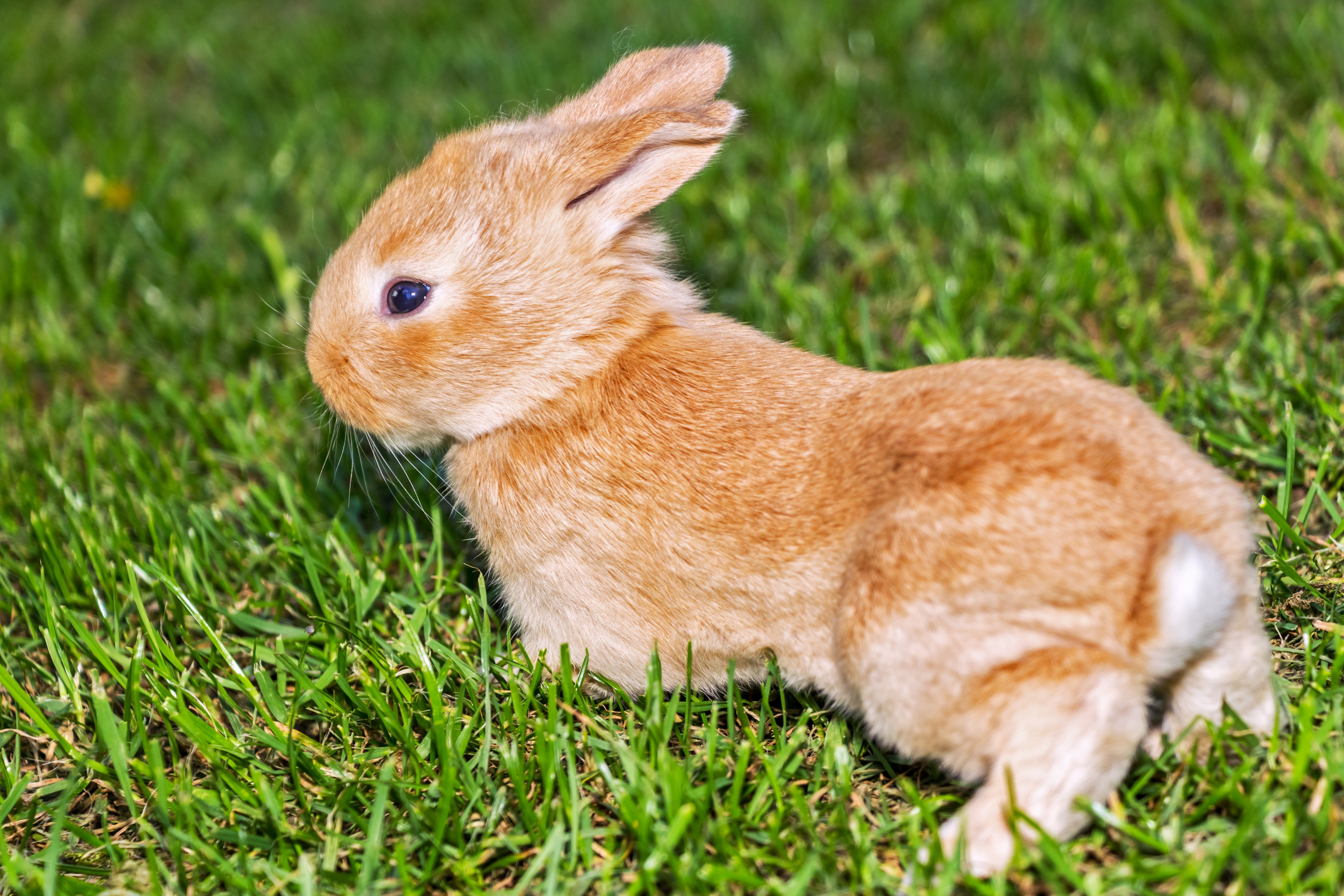 A pet rabbit on the lawn