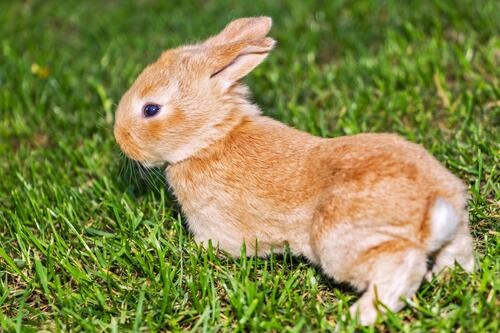 Домашний кролик на газоне
