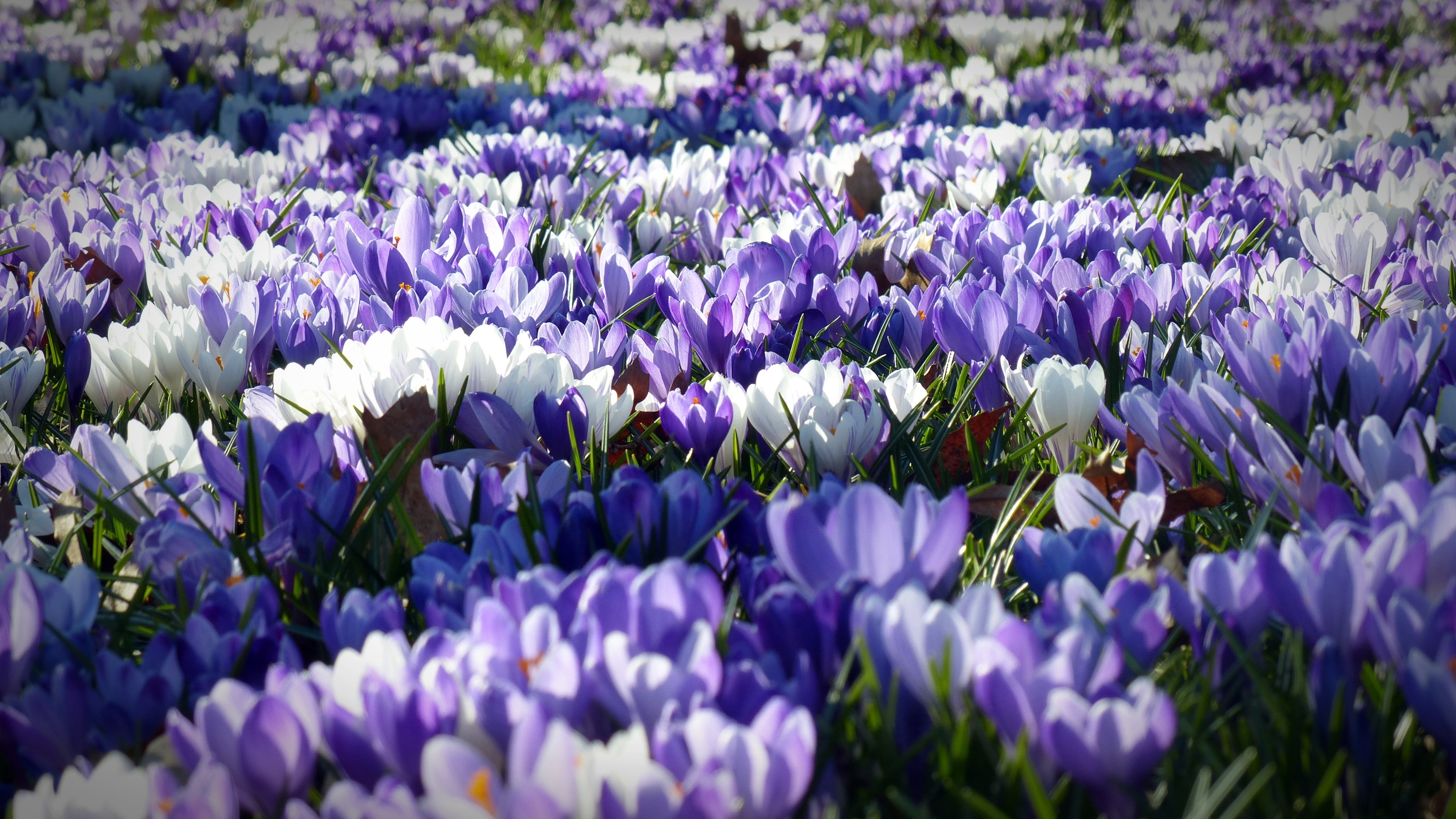 免费照片一片白色、紫色和番红花的田野