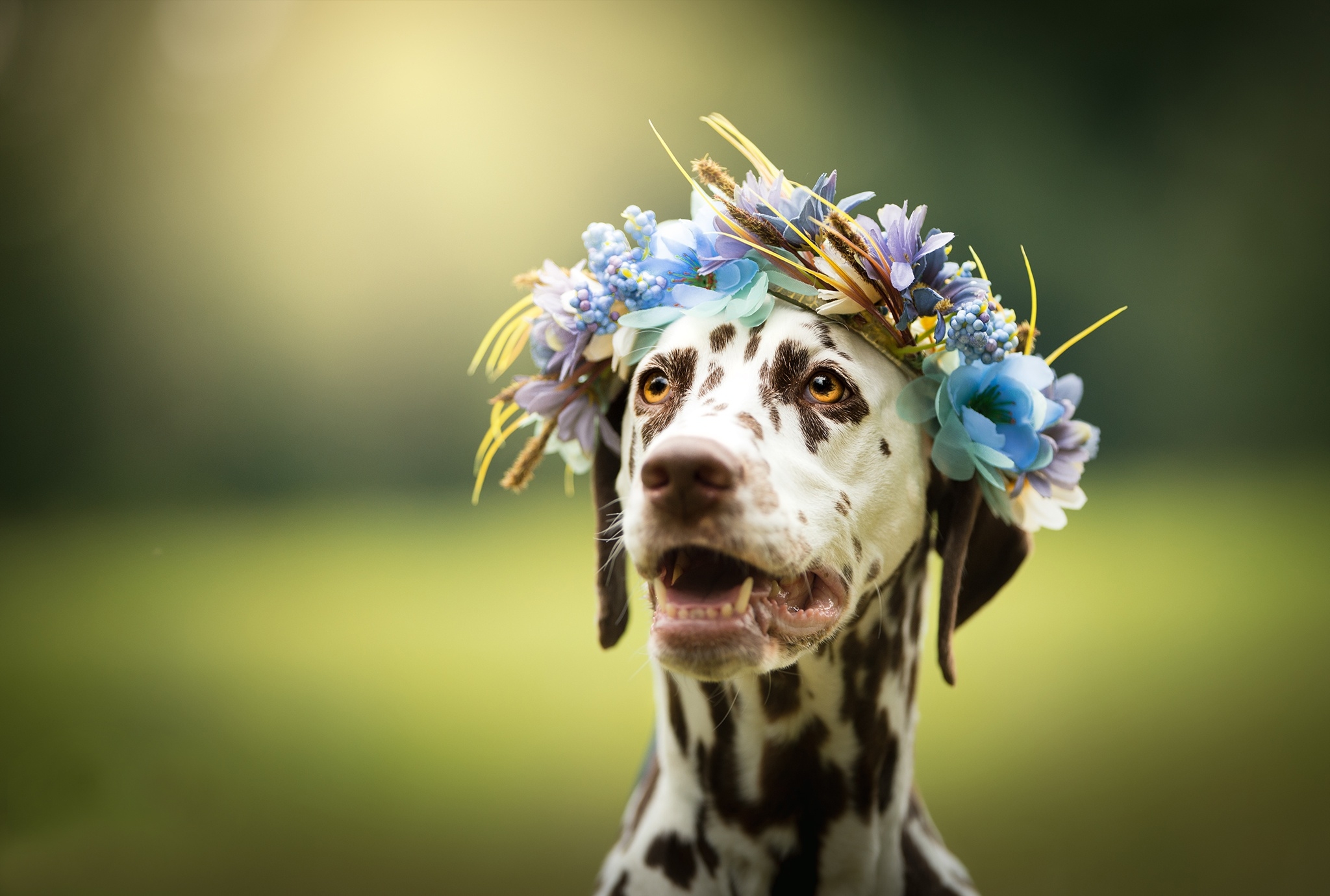 Free photo Wreath with blue flowers on the head of a Dalmatian