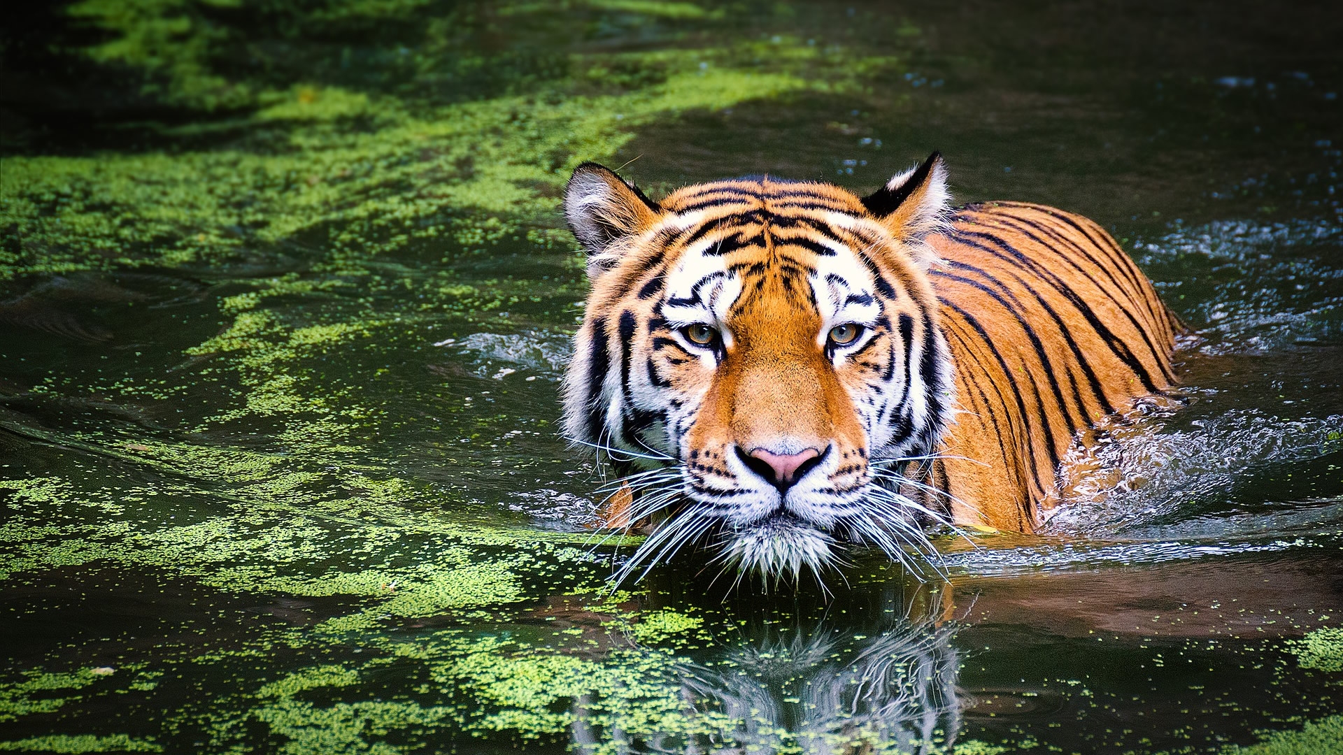 Фото бесплатно обои тигр, плавание, хищник
