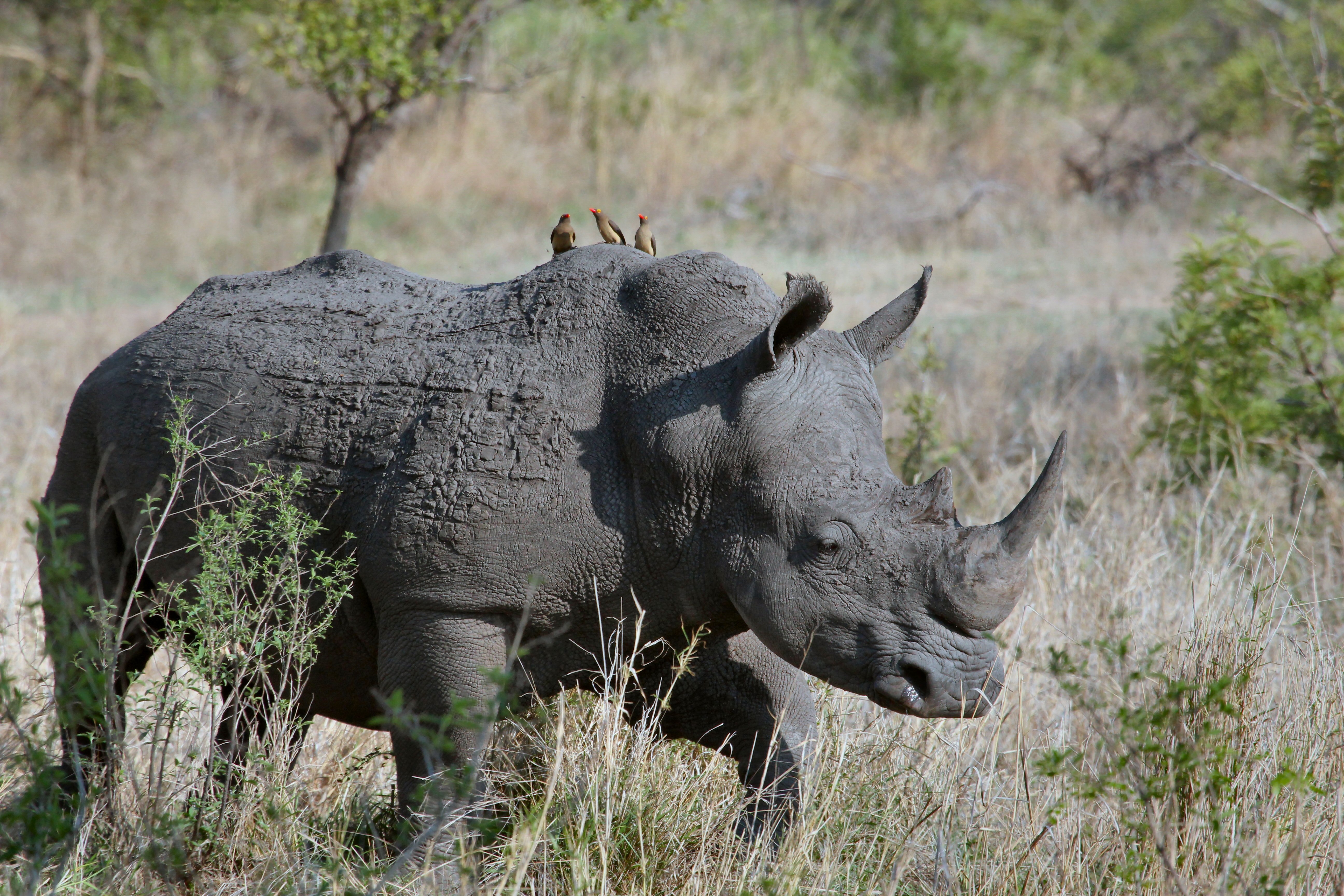 Воловьи птицы и носорог тип. Жук бородавочник. Носорог и бородавочник. Носорог в Африке. Животные Африки носорог.