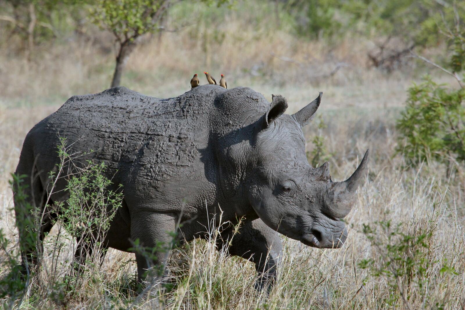 Бесплатное фото Большой носорог с птицами на спине