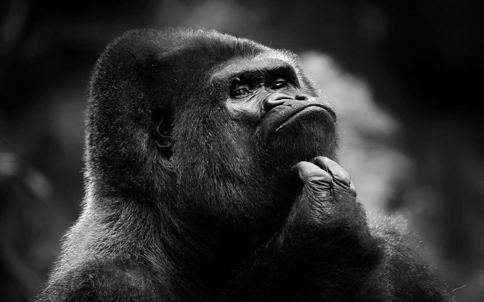 Бесплатное фото Шимпанзе на монохромной картинке