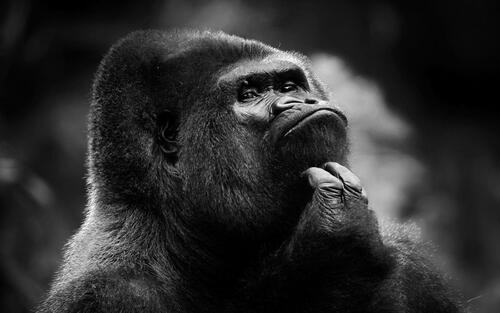 Шимпанзе на монохромной картинке