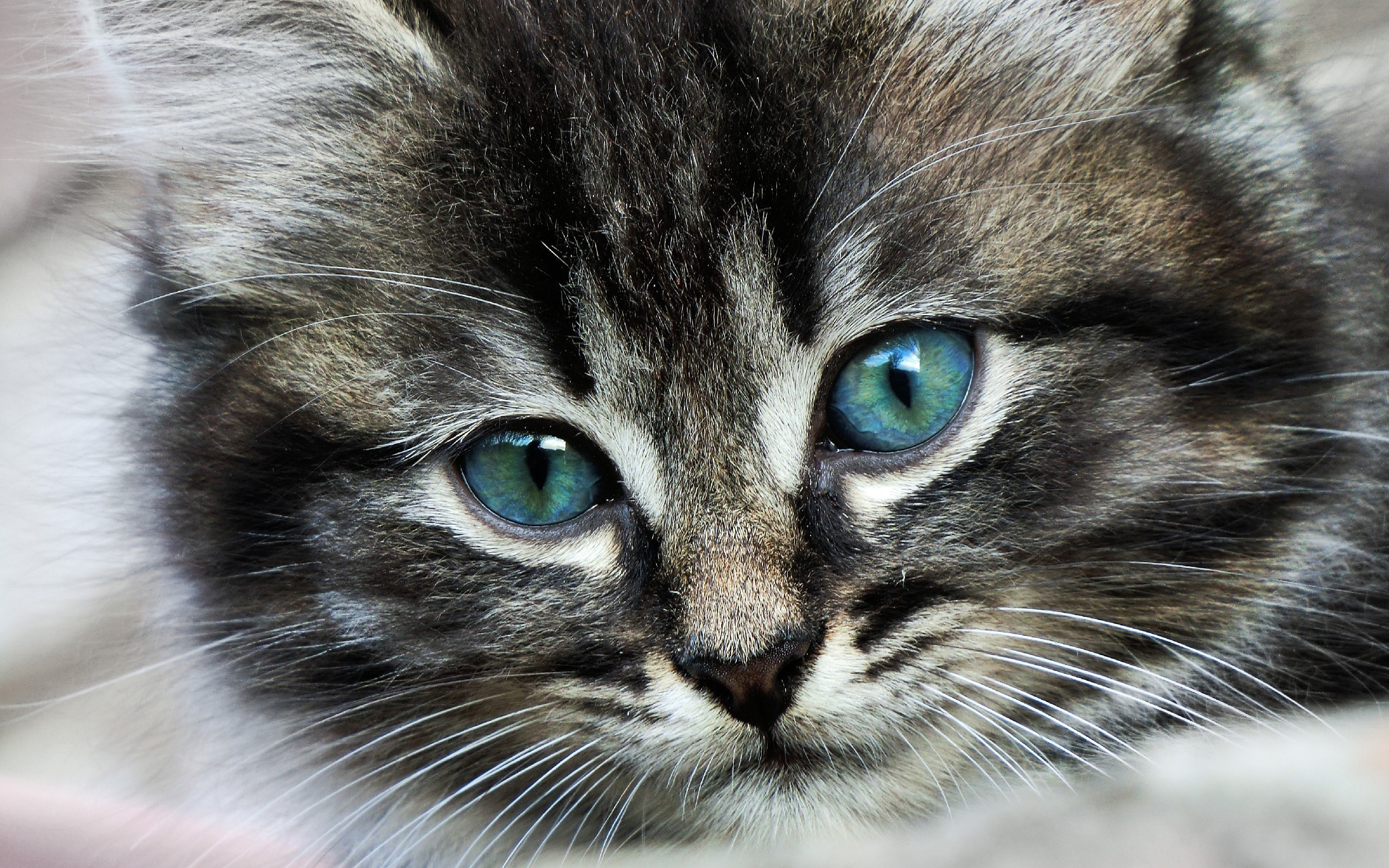 Free photo Blue-eyed kitten
