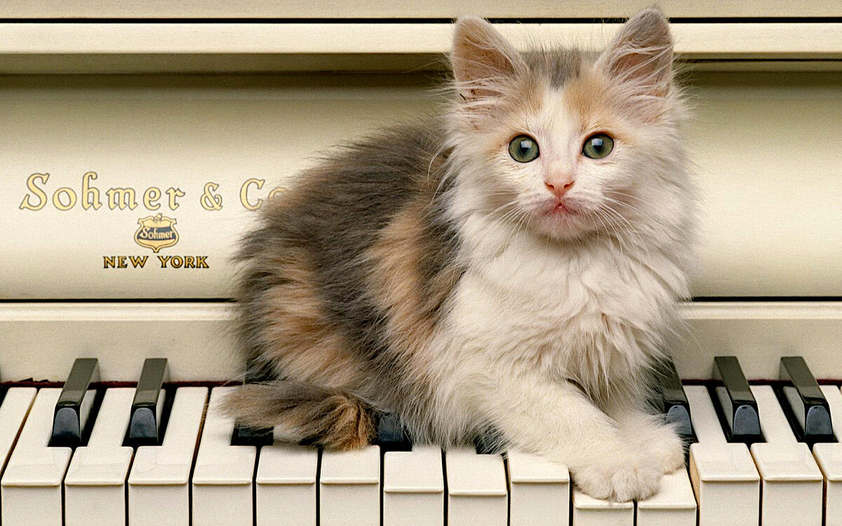 A kitten sits on the piano keyboard