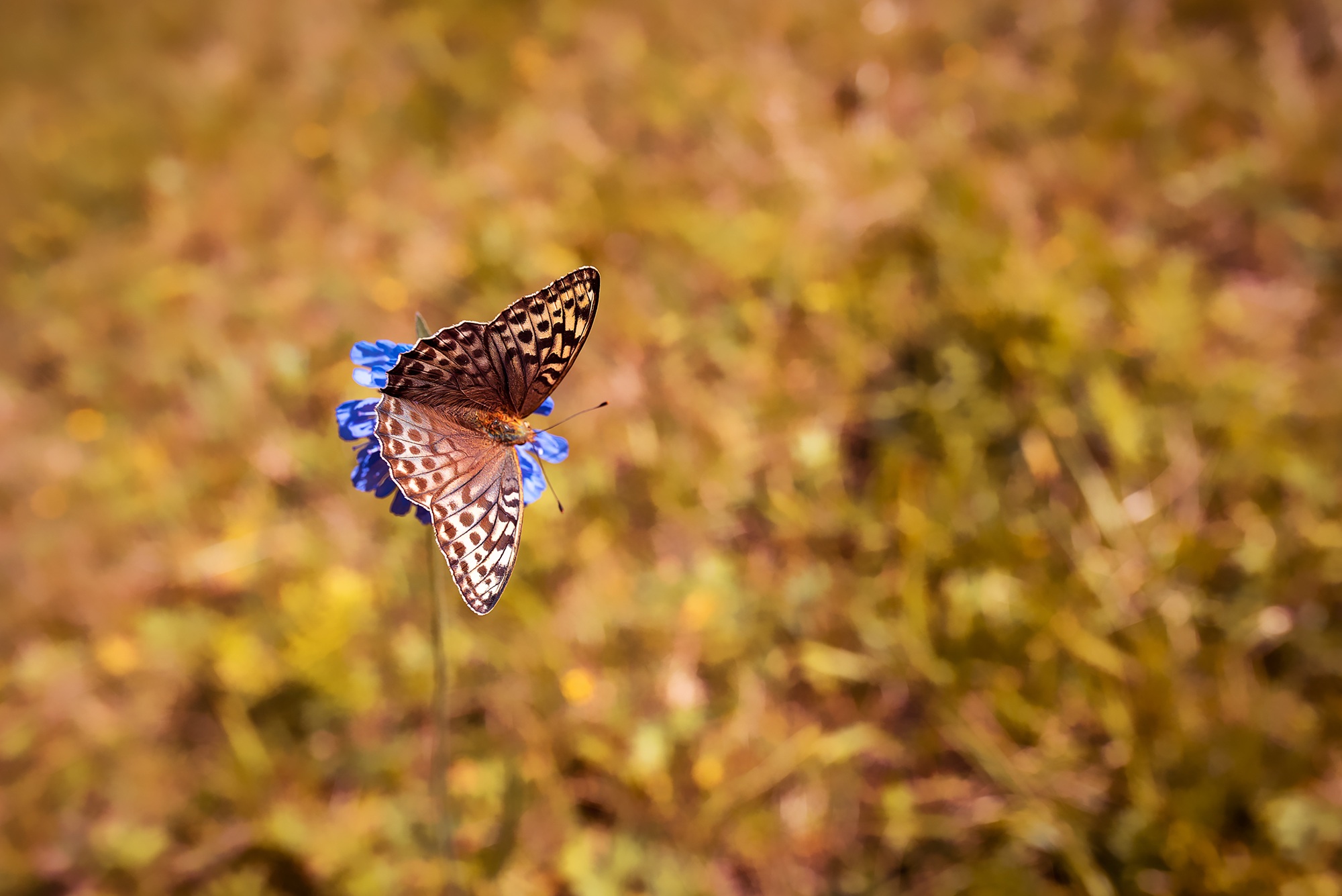 Бабочка коричневого цвета сидит на синем цветке