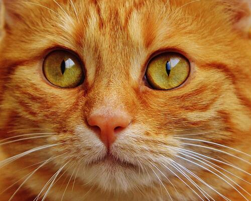 The face of a ginger cat