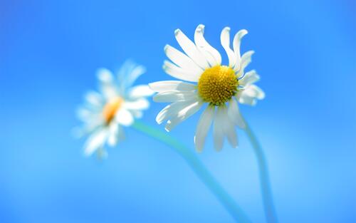 A picture of daisies for your screensaver.