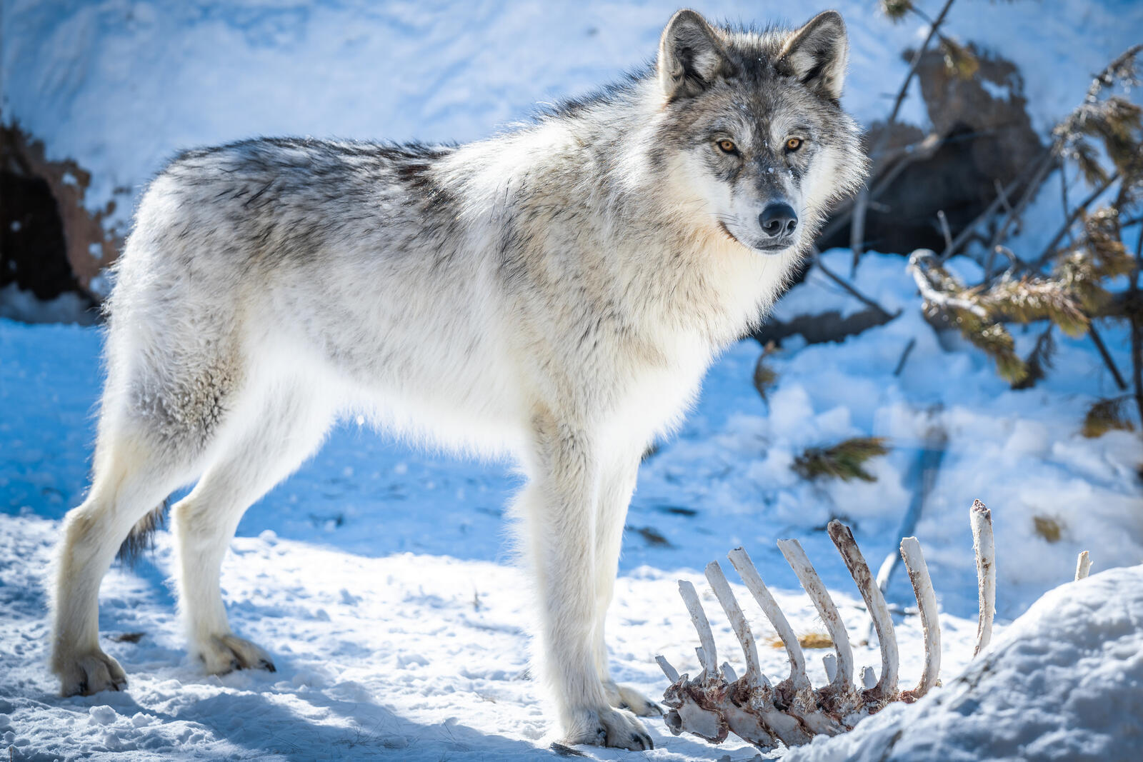 Бесплатное фото Белый волк зимой