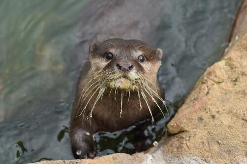 An otter swam ashore and looked at the photographer