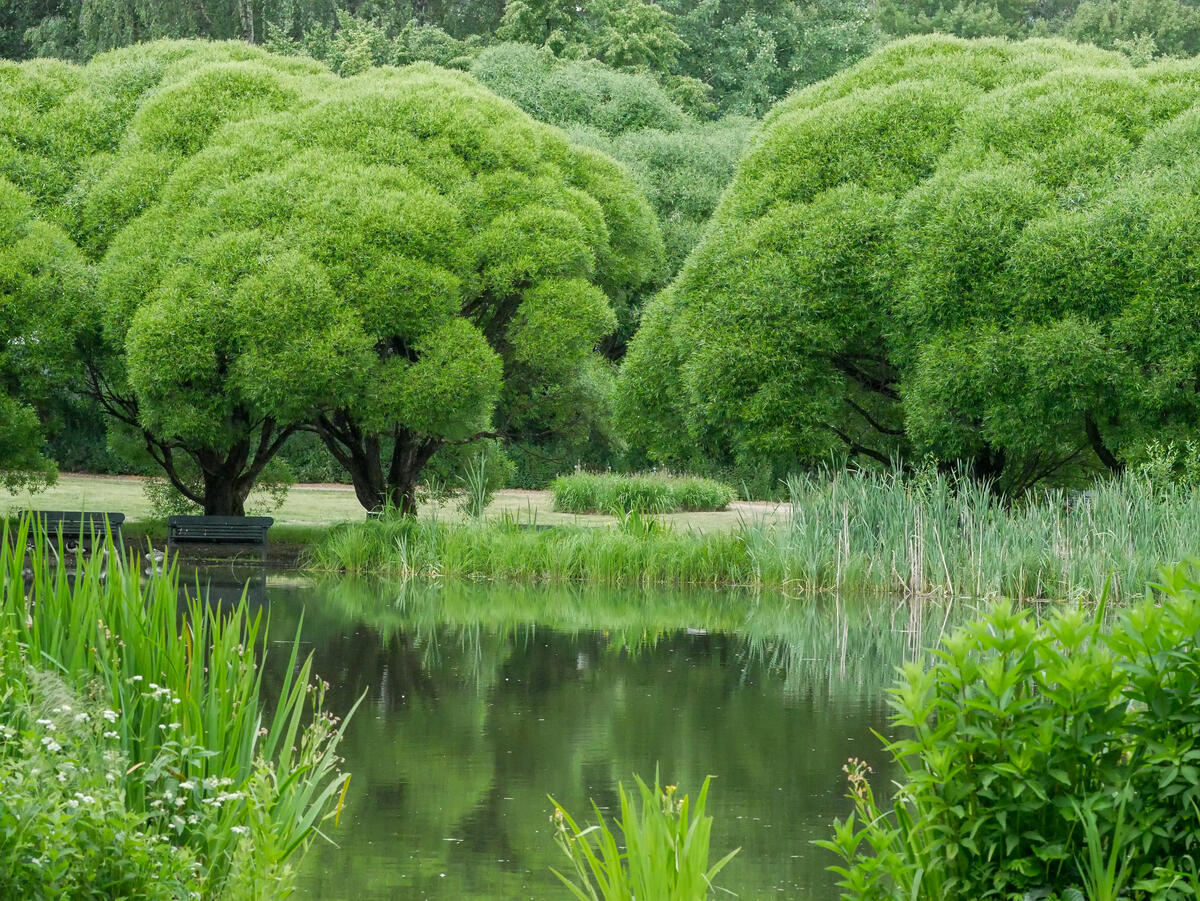 Парк с пышными деревьями возле пруда