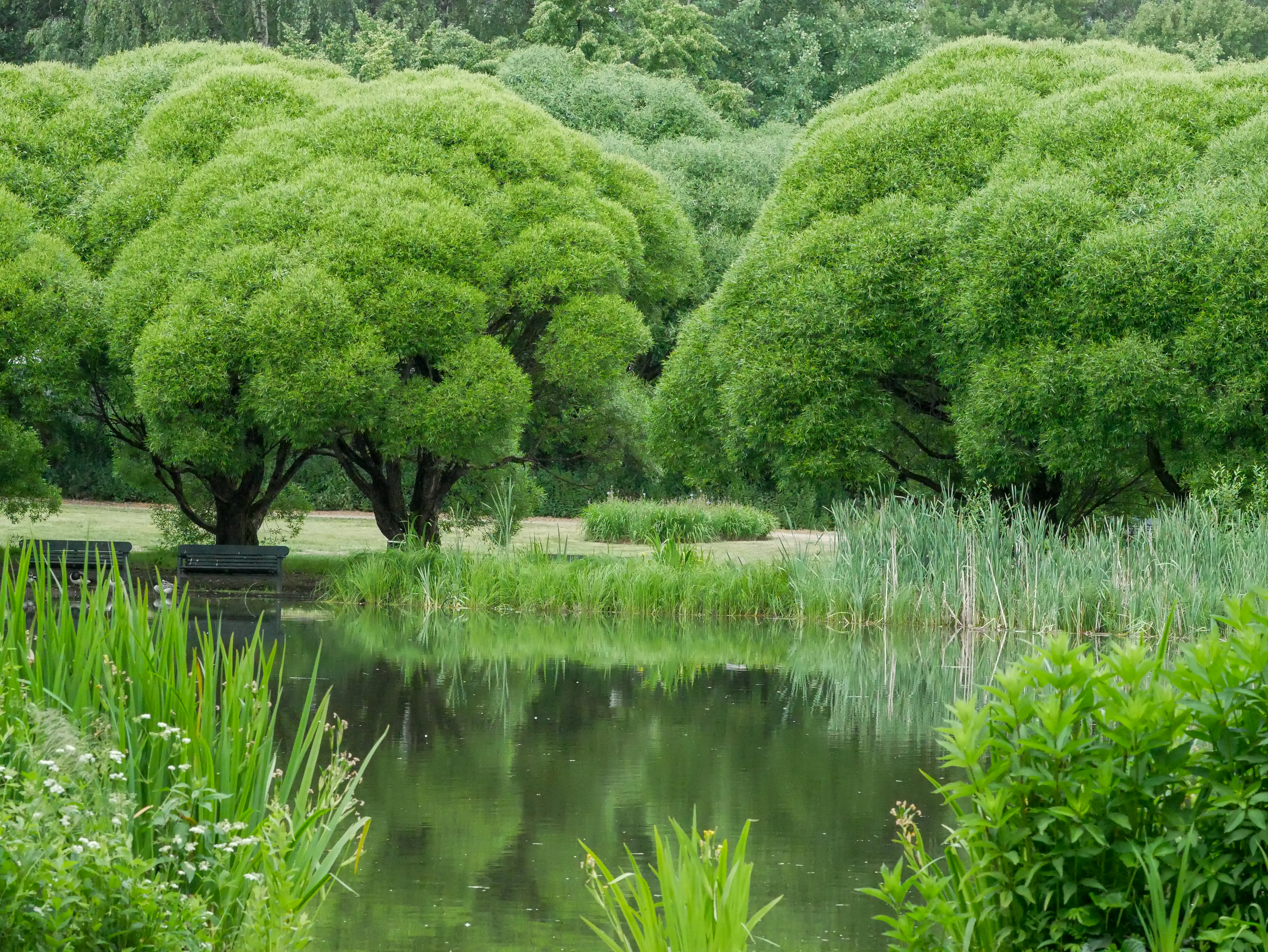 Free photo A park with lush trees near a pond