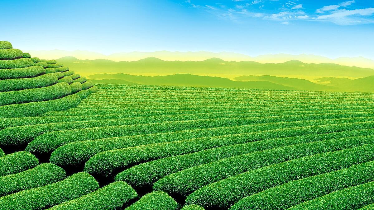 Красивы зеленые чайные поля