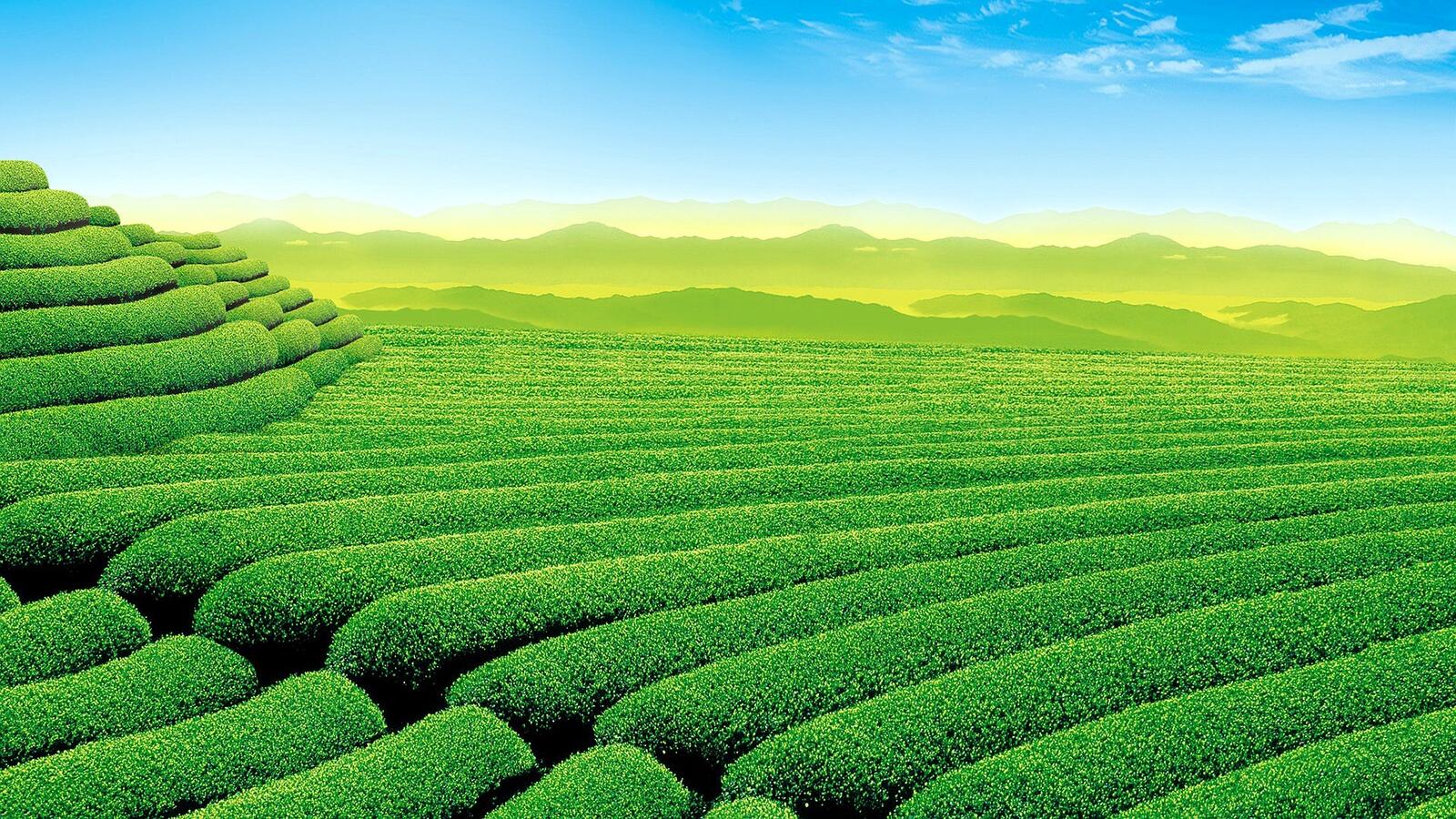 Бесплатное фото Красивы зеленые чайные поля