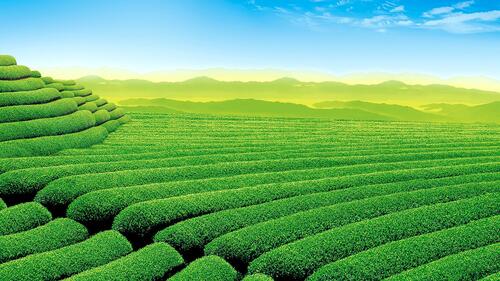 Красивы зеленые чайные поля