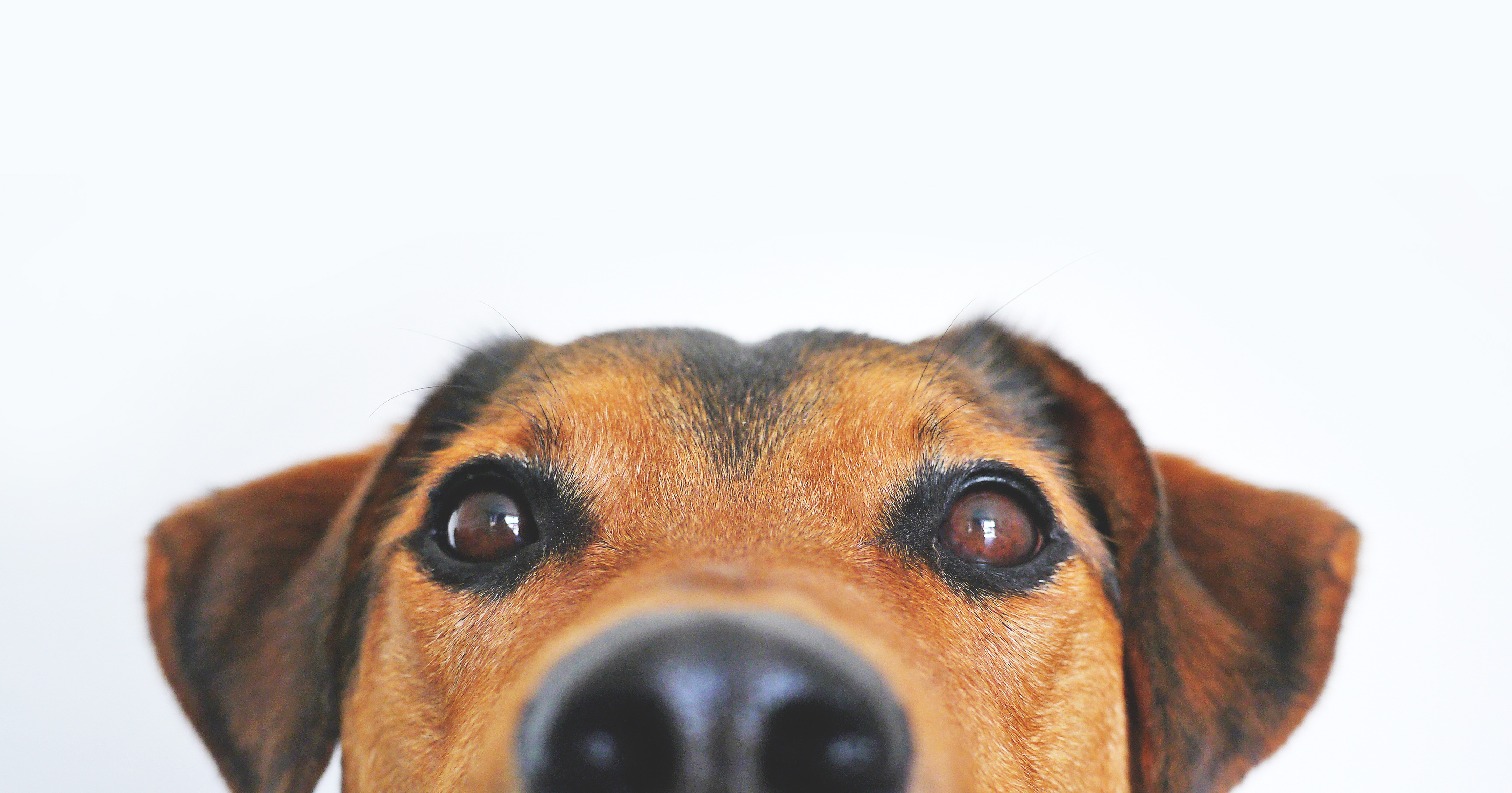Бесплатное фото Любопытный щенок