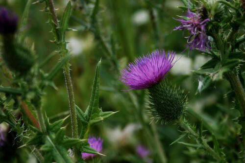 Blooming natural thistle