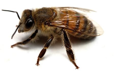 Пчела крупным планом на белом фоне