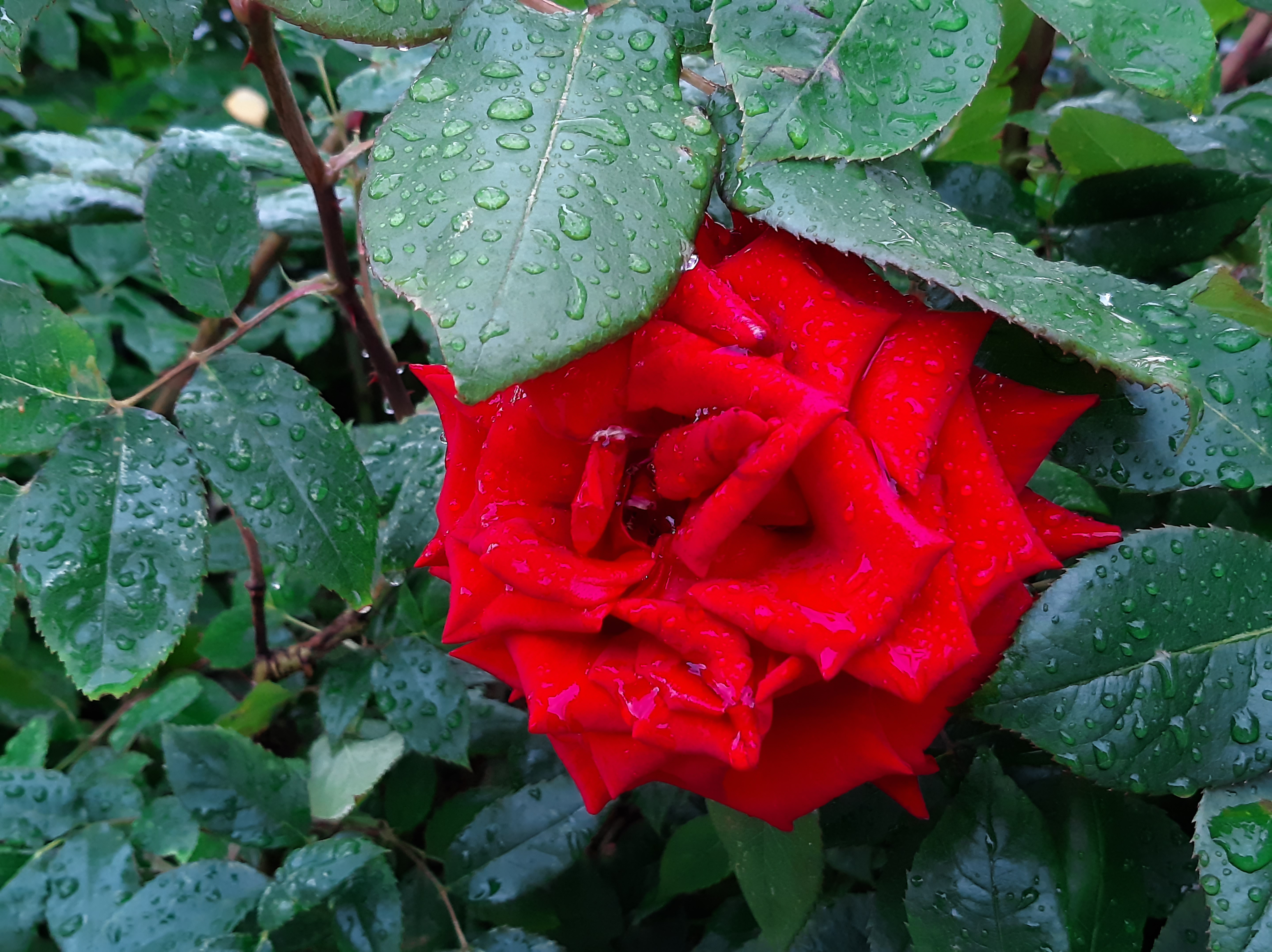 Бесплатное фото Красная роза с каплями дождя