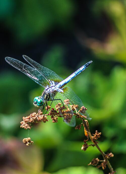 Wallpaper dragonfly on a twig
