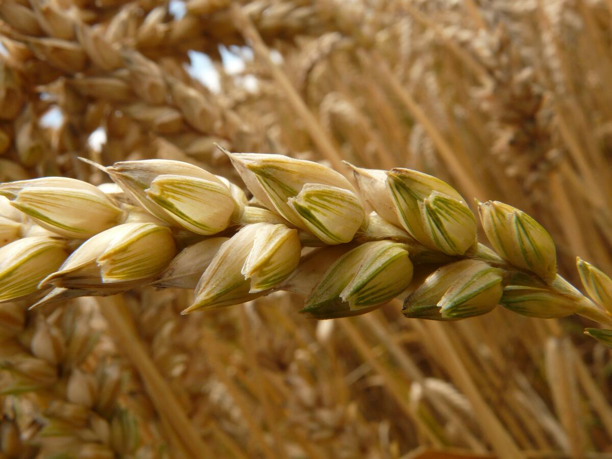Кукурузное поле веточка с зерном