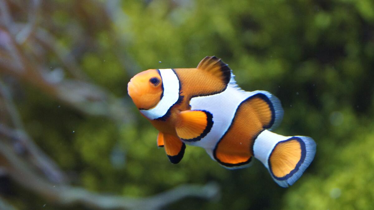 A clown fish with beautiful coloration