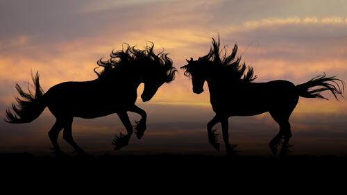 The silhouette of two horses at sunset.