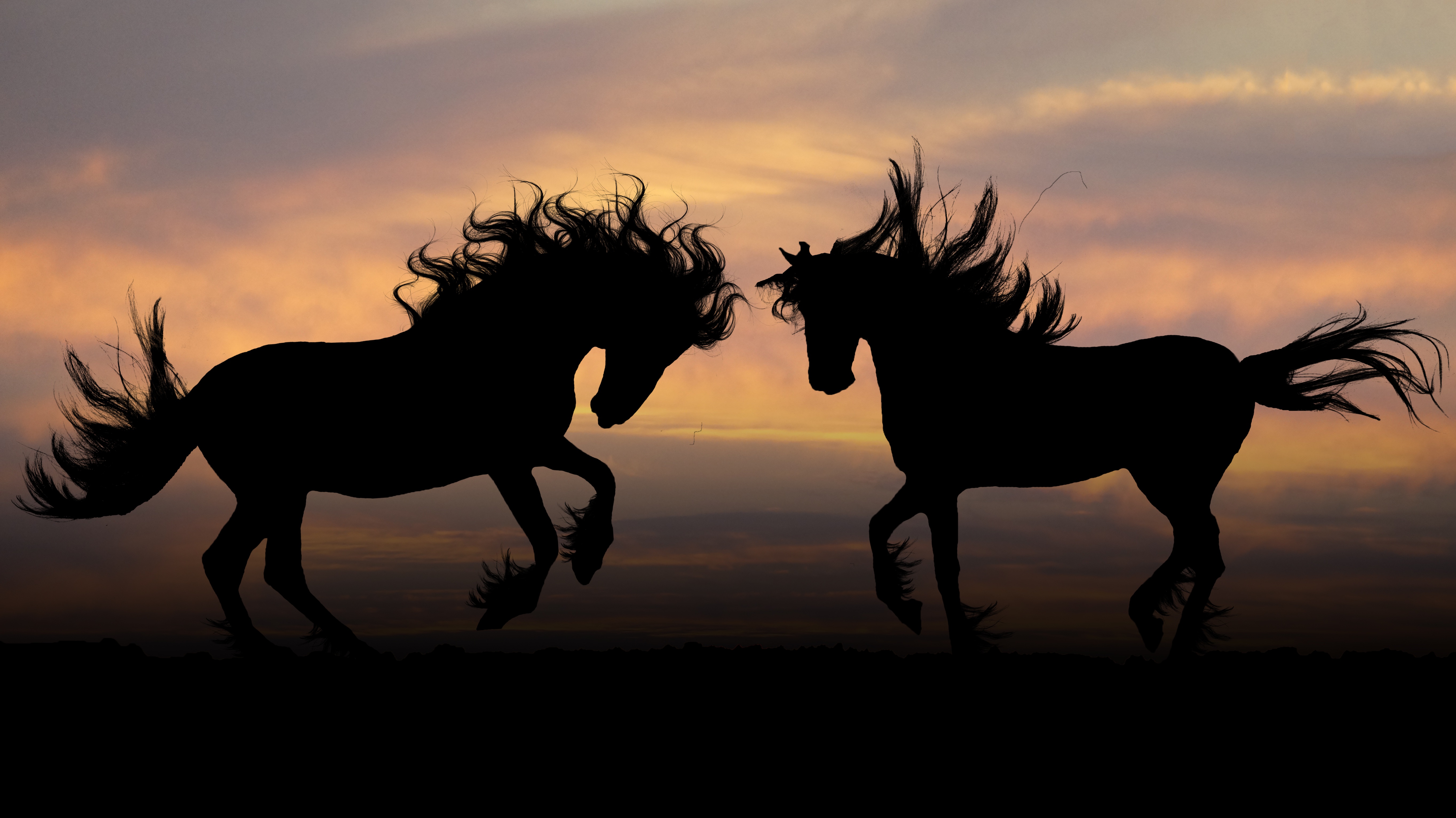 免费照片夕阳下两匹马的剪影。