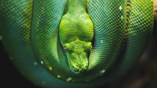 Зеленая змея скрутилась в кольцо