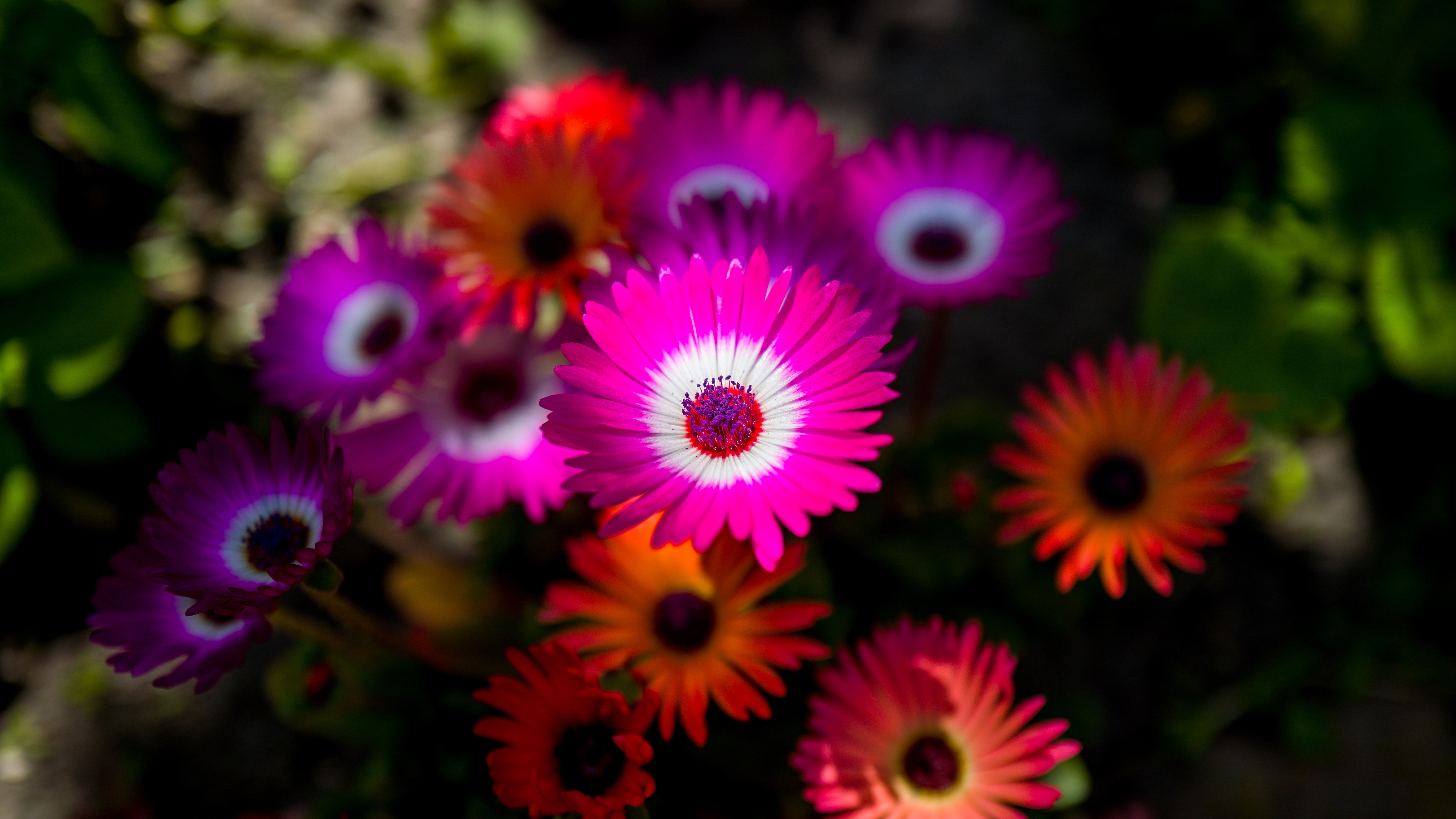 Бесплатное фото Кустарник с красочными цветками