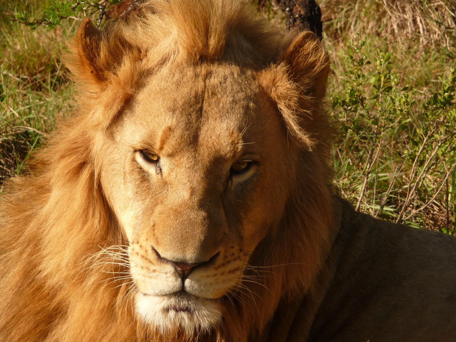 Free photo Close-up portrait of a lion