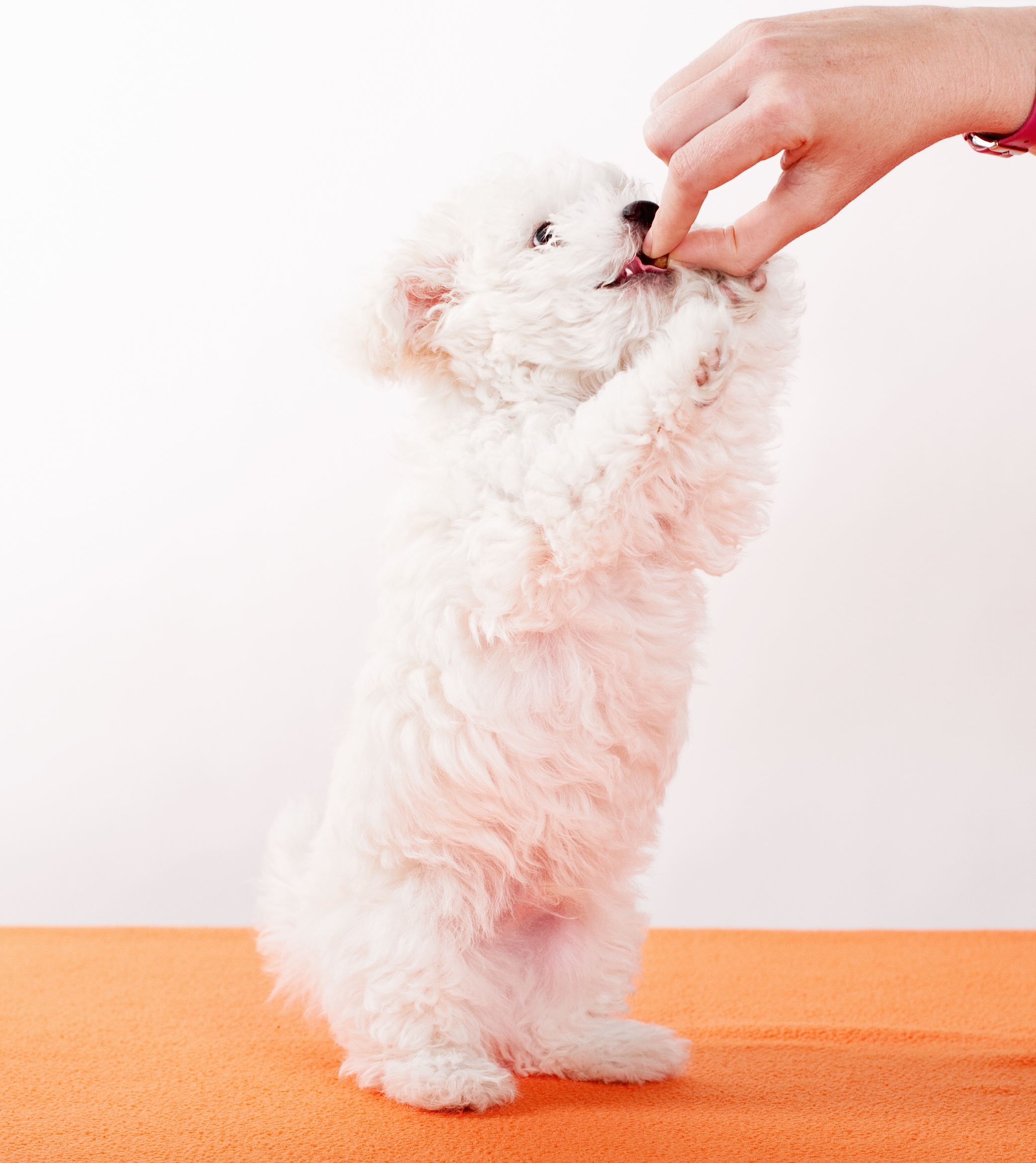 Wallpapers white puppy dog on the desktop
