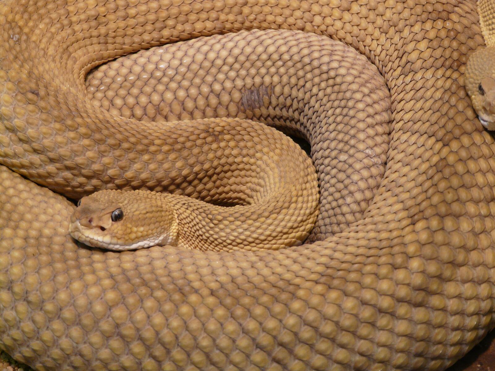 Free photo Rattlesnake basilisk