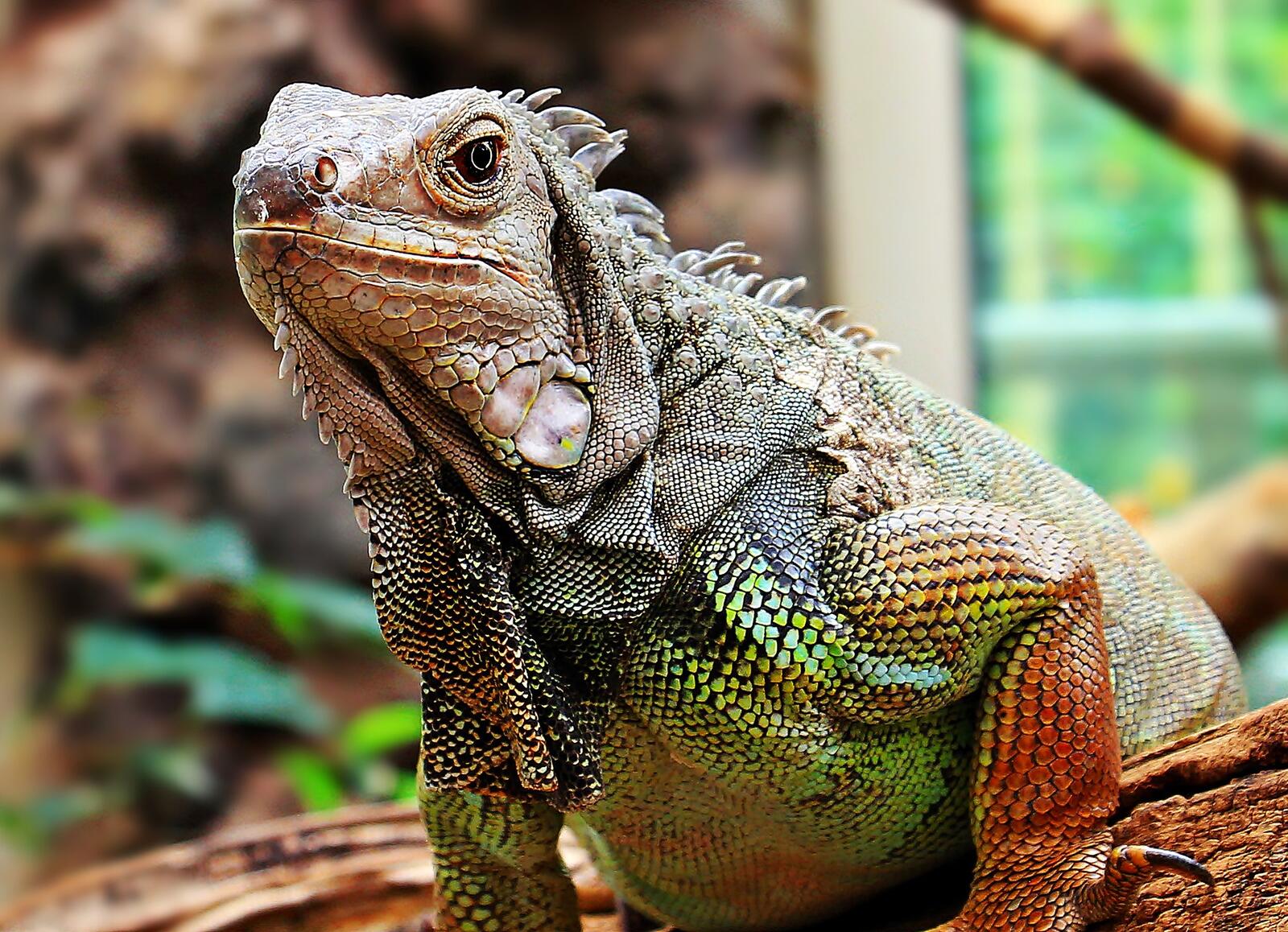 Wallpapers lizard freen iguana on the desktop