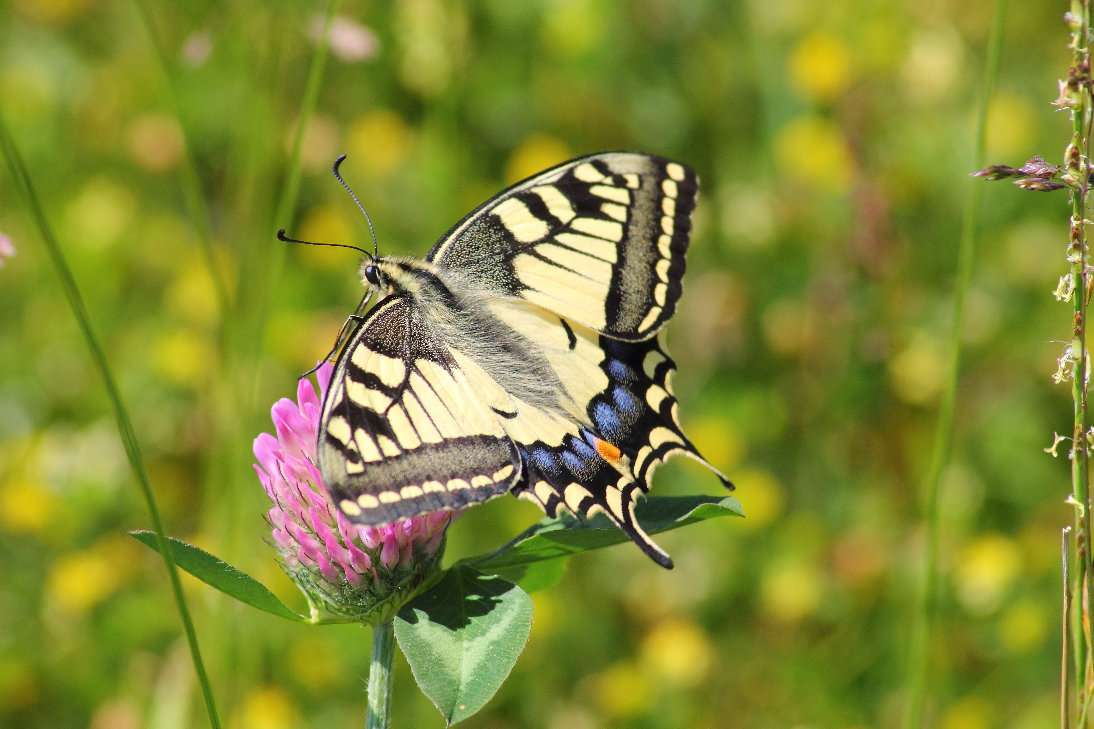 Бесплатное фото Красивая бабочка на розовом цветочке