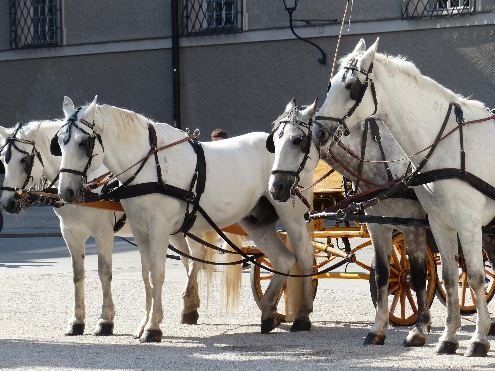 Free photo Horses in harness