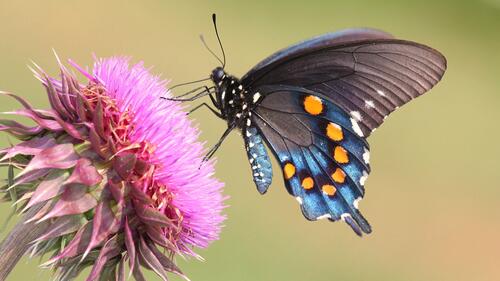 Синяя бабочка собирает нектар с розового цветочка