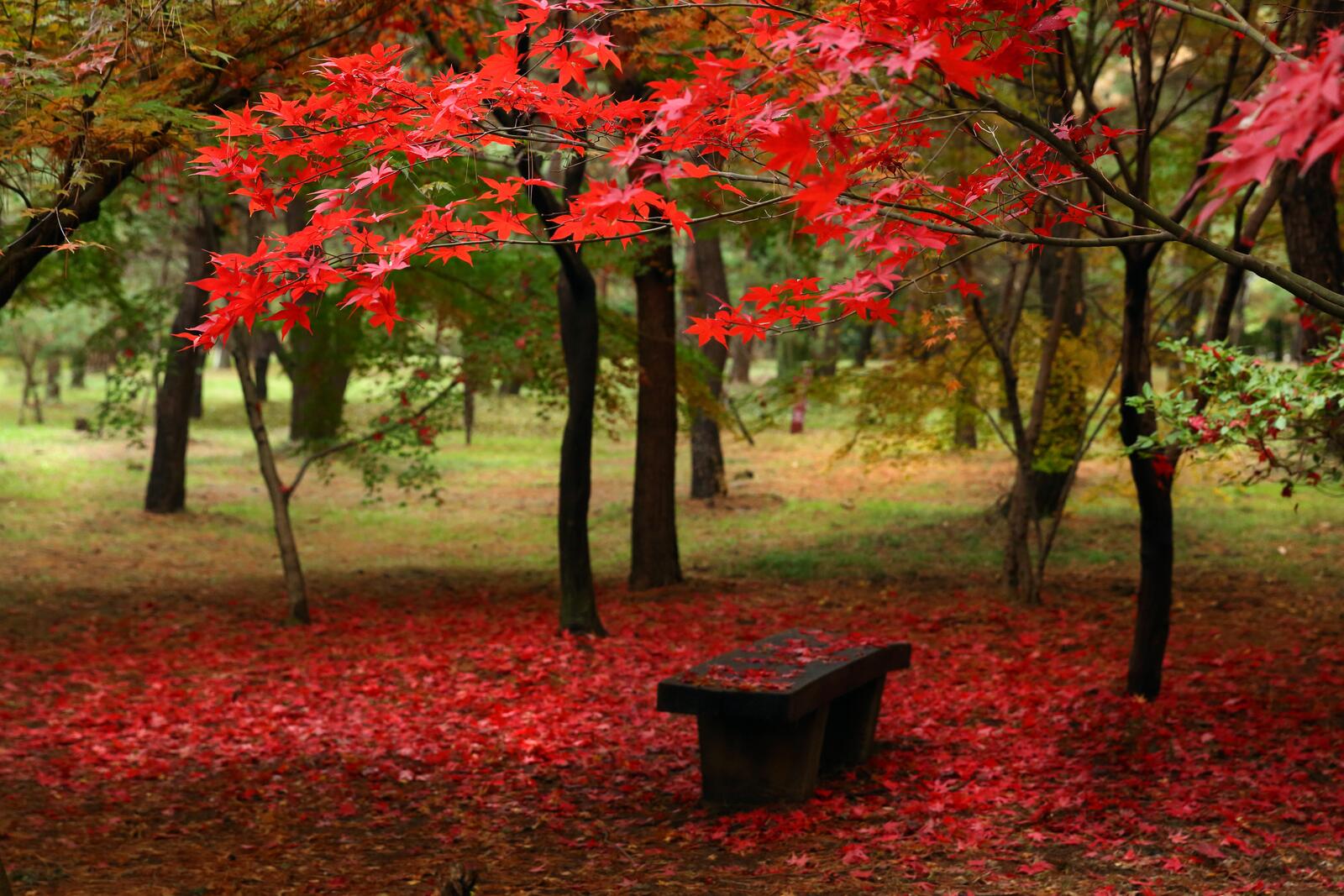 Free photo Autumn park with red leaves
