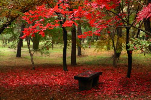 Осенний парк с красной листвой