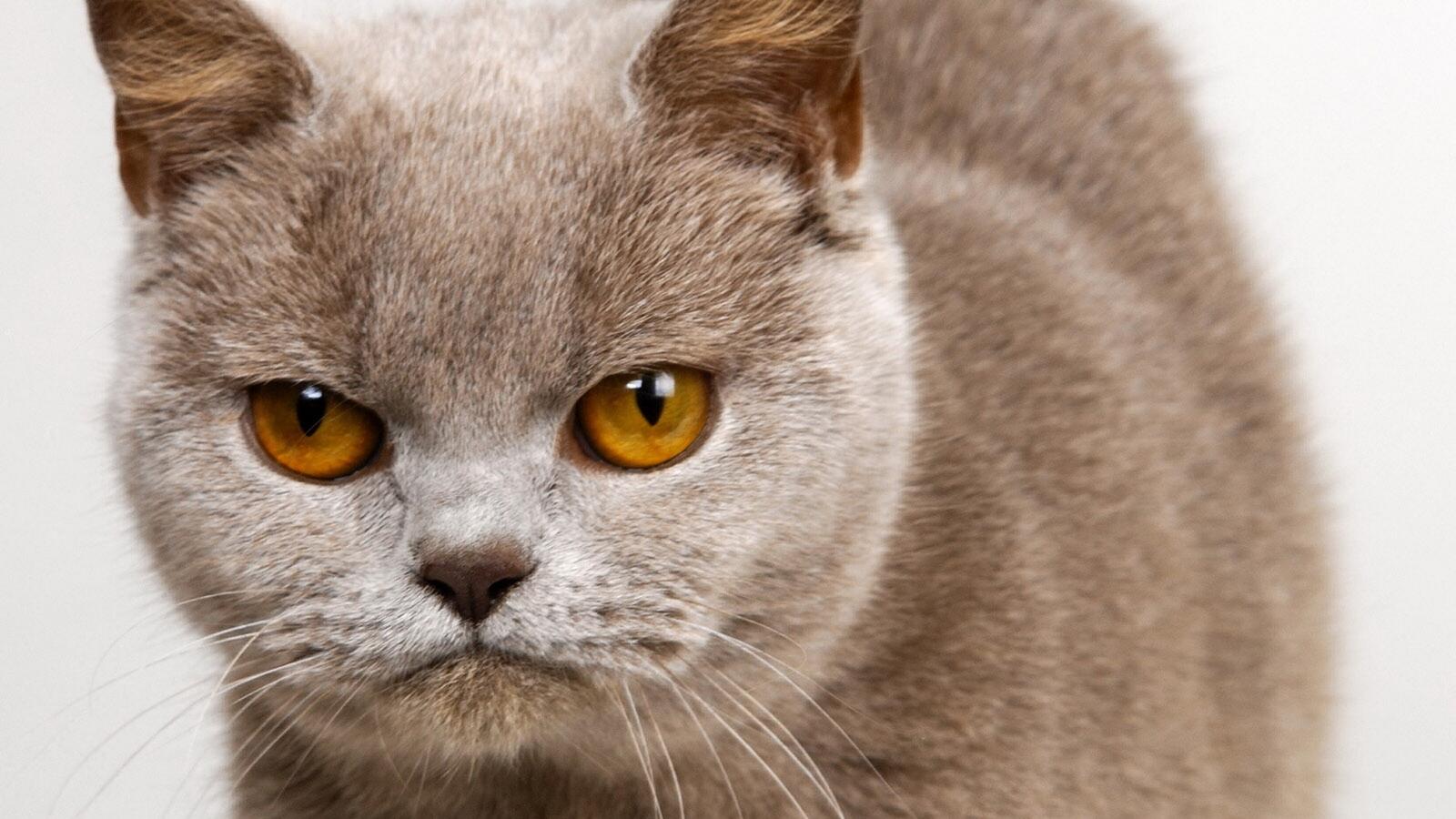 Бесплатное фото Злая короткошерстая кошка