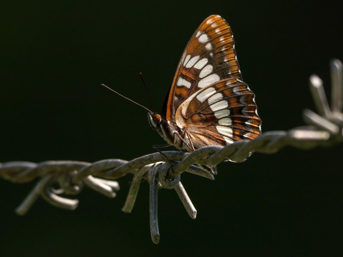A butterfly sits on a barbed wire